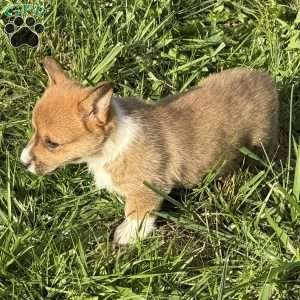 Holly, Pembroke Welsh Corgi Puppy